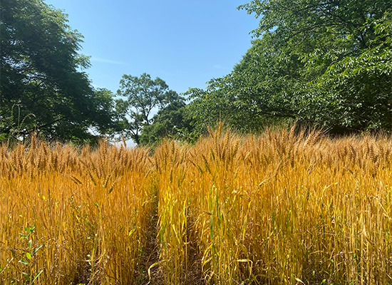 小豆島小麦栽培