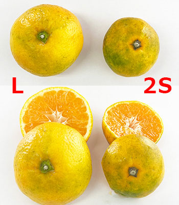 肥のあけぼのLと2S