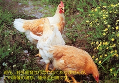 播州百日鶏2