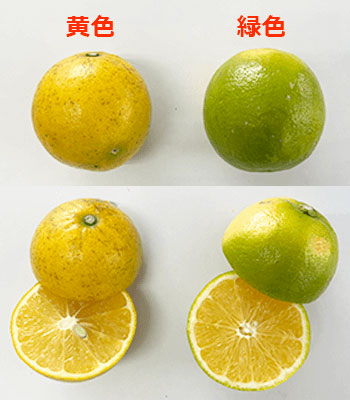 吉田さんレモネードレモン