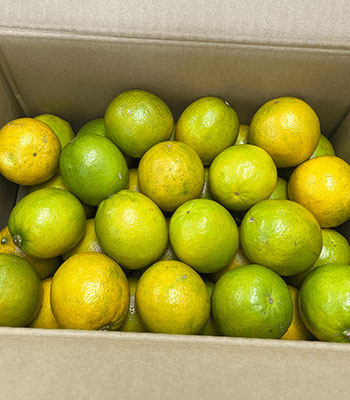 吉田さんレモネードレモン箱