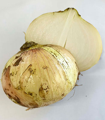 なんぶ玉ねぎ0424