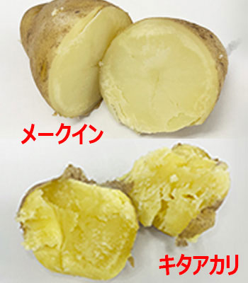 メークインとキタアカリ比較
