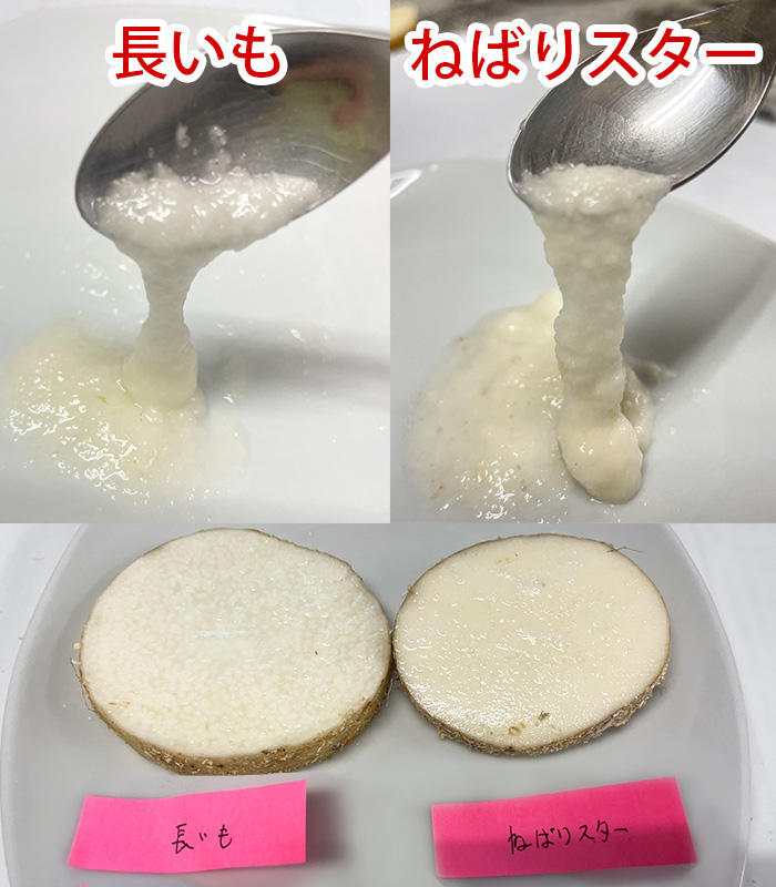 長芋とねばりスターの比較