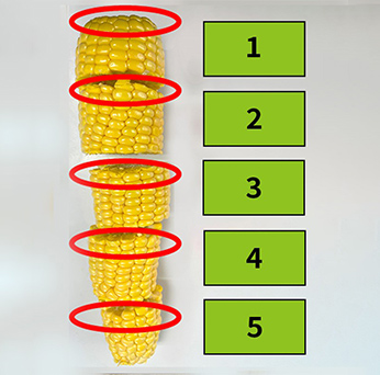 トウモロコシの測定部位