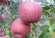 ӂ